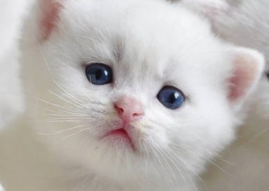 صور قطط صغيرة كيوت
